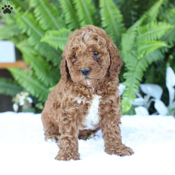 Daffodil, Mini Goldendoodle Puppy